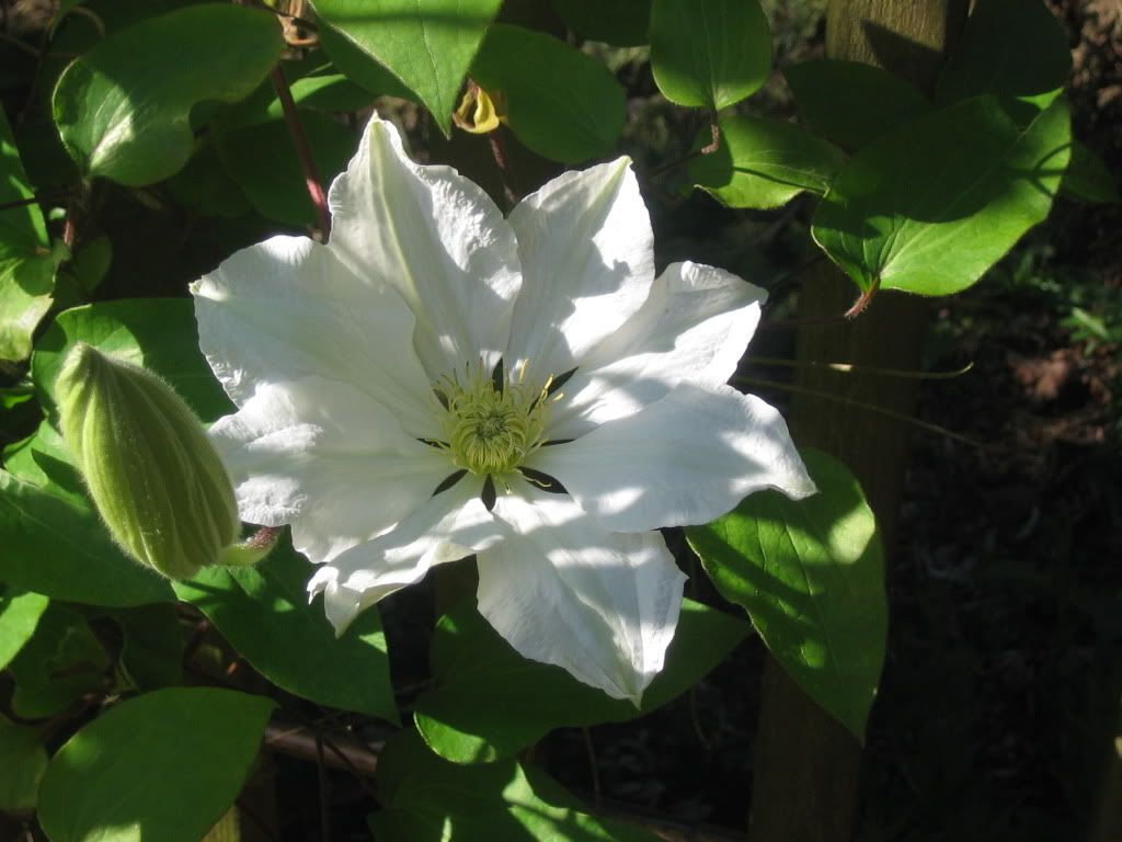 Clematis